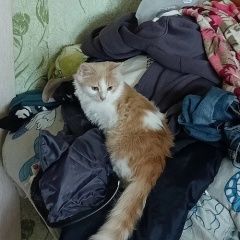 Подробнее об объявлении «Пропала кошка малышка Тамбов» Фото: пропала кошка  «Пропала кошка малышка Тамбов» в г. Тамбов