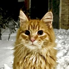Подробнее об объявлении «Пропал кот Новошахтинск» Фото: пропала кошка  «Пропал кот Новошахтинск» в г. Новошахтинск