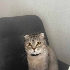 Подробнее об объявлении «Пропал кот Уфа» Фото: пропала кошка  «Пропал кот Уфа» в г. Уфа
