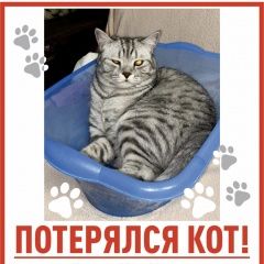 Подробнее об объявлении «Сургут Пропала кошка» Фото: пропала кошка  «Сургут Пропала кошка» в г. Сургут