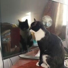 Подробнее об объявлении «Пропала кошка кот черно-белый Уссурийск» Фото: пропала кошка  «Пропала кошка кот черно-белый Уссурийск» в г. Уссурийск