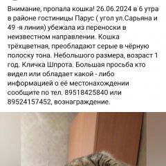 Подробнее об объявлении «Пропала кошка помогите найти. Ростов-на-Дону» Фото: пропала кошка  «Пропала кошка помогите найти. Ростов-на-Дону» в г. Ростов-на-Дону