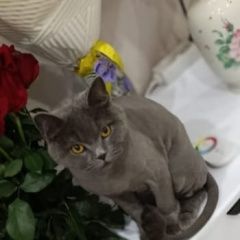 Подробнее об объявлении «Пропала кошка Сыктывкар» Фото: пропала кошка  «Пропала кошка Сыктывкар» в г. Сыктывкар