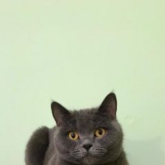 Подробнее об объявлении «Пропала кошка Сочи» Фото: пропала кошка Британская короткошерстная кошка «Пропала кошка Сочи» в г. Сочи