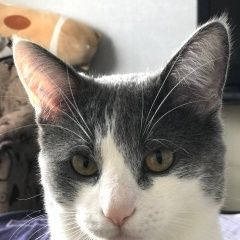 Подробнее об объявлении «Белгород Пропал кот» Фото: пропала кошка  «Белгород Пропал кот» в г. Белгород