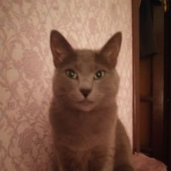 Подробнее об объявлении «Пропал котик марсик Витебск» Фото: пропала кошка  «Пропал котик марсик Витебск» в г. Витебск