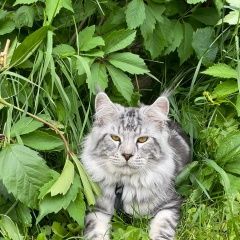 Подробнее об объявлении «Пропал кот Зеленоград» Фото: пропала кошка Мейн-кун «Пропал кот Зеленоград» в г. Зеленоград