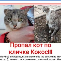 Подробнее об объявлении «Пропал кот Киселевск» Фото: пропала кошка  «Пропал кот Киселевск» в г. Киселевск