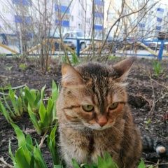 Подробнее об объявлении «Салават Пропала кошка» Фото: пропала кошка  «Салават Пропала кошка» в г. Салават