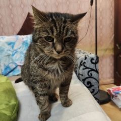 Подробнее об объявлении «Санкт-Петербург Пропал кот» Фото: пропала кошка  «Санкт-Петербург Пропал кот» в г. Санкт-Петербург