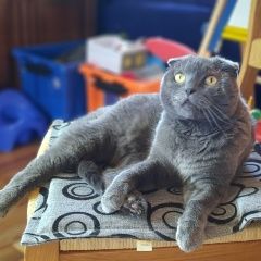 Подробнее об объявлении «Пропал кот Сертолово» Фото: пропала кошка Британская короткошерстная кошка «Пропал кот Сертолово» в г. Сертолово
