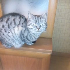 Подробнее об объявлении «Щелково Пропала кошка» Фото: пропала кошка Британская короткошерстная кошка «Щелково Пропала кошка» в г. Щелково