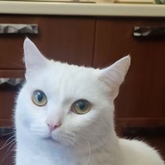 Подробнее об объявлении «Сургут Пропал кот белый кот» Фото: пропала кошка  «Сургут Пропал кот белый кот» в г. Сургут