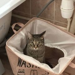 Подробнее об объявлении «Адлер Пропала кошка луна бестужева» Фото: пропала кошка  «Адлер Пропала кошка луна бестужева» в г. Адлер