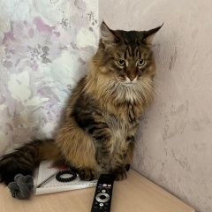 Подробнее об объявлении «Пропал кот Уфа» Фото: пропала кошка Мейн-кун «Пропал кот Уфа» в г. Уфа