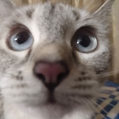 Подробнее об объявлении «Пропала кошка Москва» Фото: пропала кошка  «Пропала кошка Москва» в г. Москва