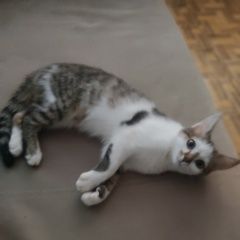 Подробнее об объявлении «Пропала кошка. Рязань» Фото: пропала кошка  «Пропала кошка. Рязань» в г. Рязань