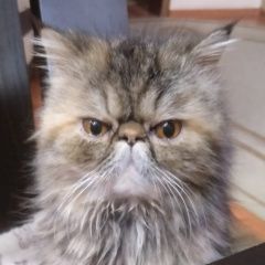 Подробнее об объявлении «Пропала кошка Астрахань» Фото: пропала кошка Персидская кошка «Пропала кошка Астрахань» в г. Астрахань