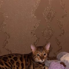 Подробнее об объявлении «Пропал кот Домодедово» Фото: пропала кошка Бенгальская кошка «Пропал кот Домодедово» в г. Домодедово