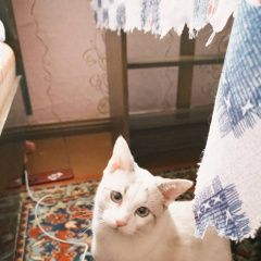 Подробнее об объявлении «Пропал кот Вологда» Фото: пропала кошка  «Пропал кот Вологда» в г. Вологда