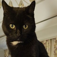 Подробнее об объявлении «Пропала кошка марыся 14 лет. на имя Жуковка» Фото: пропала кошка Европейская короткошерстная «Пропала кошка марыся 14 лет. на имя Жуковка» в г. Жуковка