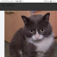 Подробнее об объявлении «Пропал кот Энгельс» Фото: пропала кошка Британская короткошерстная кошка «Пропал кот Энгельс» в г. Энгельс