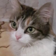 Подробнее об объявлении «Пропала кошка всеми силами ищу свою люсеньку Шахты» Фото: пропала кошка  «Пропала кошка всеми силами ищу свою люсеньку Шахты» в г. Шахты