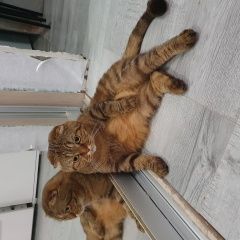 Подробнее об объявлении «Пропала кошка Новокузнецк» Фото: пропала кошка Шотландский сеттер (гордон) «Пропала кошка Новокузнецк» в г. Новокузнецк