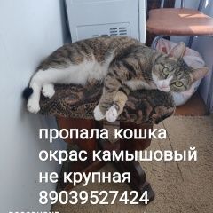 Подробнее об объявлении «Северск Пропала кошка район курчатова солнечная» Фото: пропала кошка  «Северск Пропала кошка район курчатова солнечная» в г. Северск