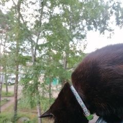 Подробнее об объявлении «Белогорск Пропала кошка» Фото: пропала кошка  «Белогорск Пропала кошка» в г. Белогорск