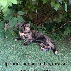 Подробнее об объявлении «Пропала кошка мира Новосибирск» Фото: пропала кошка  «Пропала кошка мира Новосибирск» в г. Новосибирск