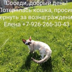 Подробнее об объявлении «Чехов Пропала кошка» Фото: пропала кошка Девон-рекс «Чехов Пропала кошка» в г. Чехов
