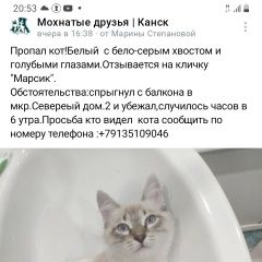 Подробнее об объявлении «Пропал кот помогите найти кота Канск» Фото: пропала кошка  «Пропал кот помогите найти кота Канск» в г. Канск
