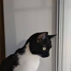 Подробнее об объявлении «Пропала кошка Новоуральск (Свердловская обл.)» Фото: пропала кошка  «Пропала кошка Новоуральск (Свердловская обл.)» в г. Новоуральск (Свердловская обл.)