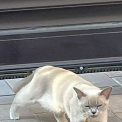 Подробнее об объявлении «Купавна Пропала кошка лилового цвета» Фото: пропала кошка Бурма «Купавна Пропала кошка лилового цвета» в г. Купавна