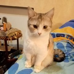 Подробнее об объявлении «Пропала кошка Смоленск» Фото: пропала кошка  «Пропала кошка Смоленск» в г. Смоленск