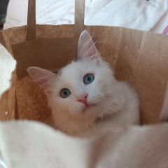 Подробнее об объявлении «Пропала кошка Энгельс» Фото: пропала кошка  «Пропала кошка Энгельс» в г. Энгельс
