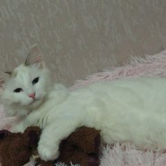 Подробнее об объявлении «Пропала кошка Энгельс» Фото: пропала кошка  «Пропала кошка Энгельс» в г. Энгельс