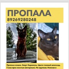 Подробнее об объявлении «Пропала кошка. снт «ветеран -черемушки» Верея» Фото: пропала кошка Бурма «Пропала кошка. снт «ветеран -черемушки» Верея» в г. Верея