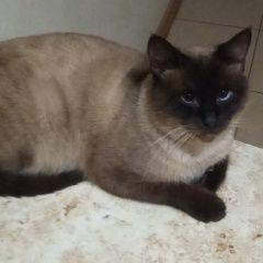 Подробнее об объявлении «Пропал кот Пятигорск» Фото: пропала кошка Сиамская кошка «Пропал кот Пятигорск» в г. Пятигорск