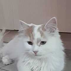 Подробнее об объявлении «Пропала кошка Нижний Новгород» Фото: пропала кошка  «Пропала кошка Нижний Новгород» в г. Нижний Новгород