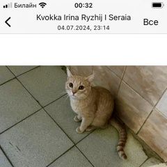 Подробнее об объявлении «Пропал котёнок рыжий Москва» Фото: пропала кошка  «Пропал котёнок рыжий Москва» в г. Москва