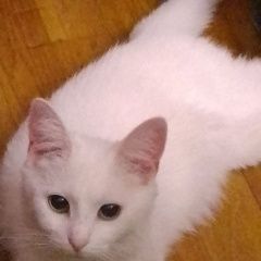 Подробнее об объявлении «Пропала кошка Реутов» Фото: пропала кошка  «Пропала кошка Реутов» в г. Реутов