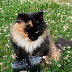 Подробнее об объявлении «Пропала кошка в снт «ровам», около п. рахья Всеволожск» Фото: пропала кошка  «Пропала кошка в снт «ровам», около п. рахья...» в г. Всеволожск