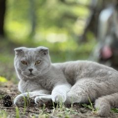 Подробнее об объявлении «Пропала кошка Шексна» Фото: пропала кошка  «Пропала кошка Шексна» в г. Шексна