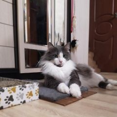 Подробнее об объявлении «Пропал кот Белозёрский» Фото: пропала кошка  «Пропал кот Белозёрский» в г. Белозёрский