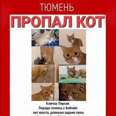 Подробнее об объявлении «Пропал кот рыжий кот Тюмень» Фото: пропала кошка  «Пропал кот рыжий кот Тюмень» в г. Тюмень