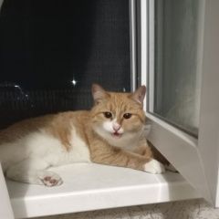 Подробнее об объявлении «Пропал кот Бессоновка» Фото: пропала кошка  «Пропал кот Бессоновка» в г. Бессоновка