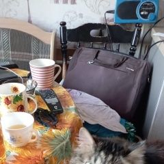 Подробнее об объявлении «Пропал котик Благовещенск (Амурская обл.)» Фото: пропала кошка  «Пропал котик Благовещенск (Амурская обл.)» в г. Благовещенск (Амурская обл.)