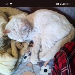 Подробнее об объявлении «Пропал кот. Астрахань» Фото: пропала кошка  «Пропал кот. Астрахань» в г. Астрахань